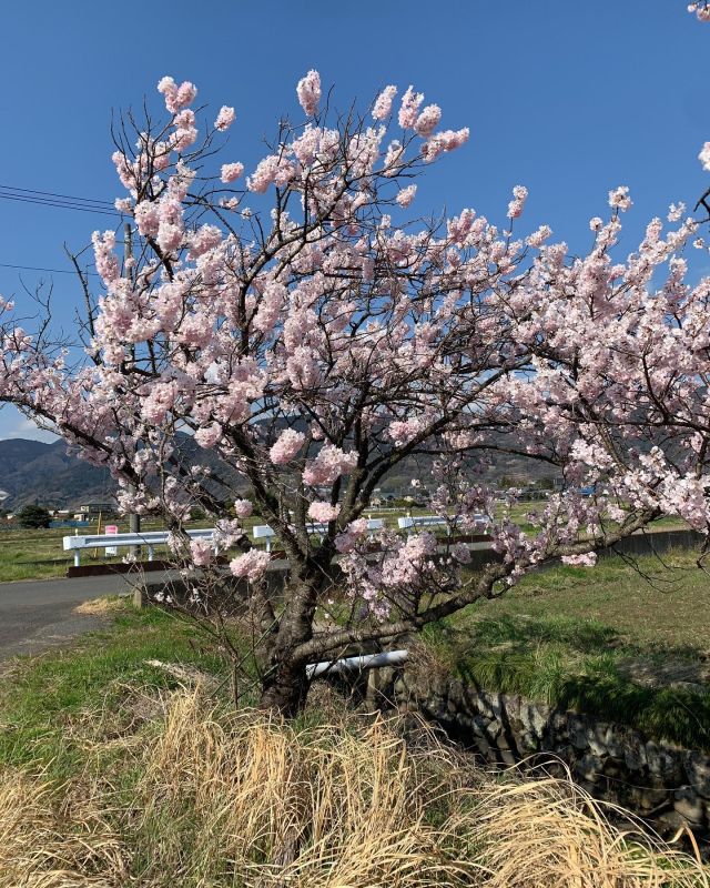 こんにちは😌午前中に教えてもらった豆知識をひとつ…
うぐいすが「ホーホケキョ」と鳴くのは春だけなんだそうです。言われてみるとたしかに、春以外で聞かないことに気付きました😳みなさんはご存知でしたか？？

写真の桜は3月に撮ったものを載せてみました🌸開成町は色んなところに写真スポットがあって素敵だなと思いながら自転車を漕いでいます🚲

福祉会館にて展示されている、自閉症啓発デー・発達障がい啓発週間のパネルのどこかにも、「桜の木」がありますので、来館された際には是非探してみてくださいね♪

#開成町社会福祉協議会#福祉会館#春#自閉症#発達障害啓発週間
