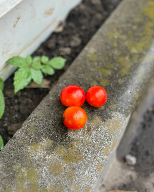 開成町社協高橋です。
夏休みの観察日記のような投稿です。
🍅食べてみました…。
観賞用のようで味はありませんでした。

#開成町
#社会福祉協議会
#デイサービスセンター
#ゴウヤ
#ミニトマト
#グリーンカーテン