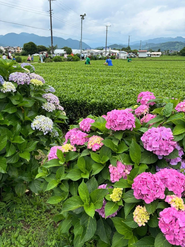 開成町あじさいまつり
あじさいも見ごろを迎えにぎわっております